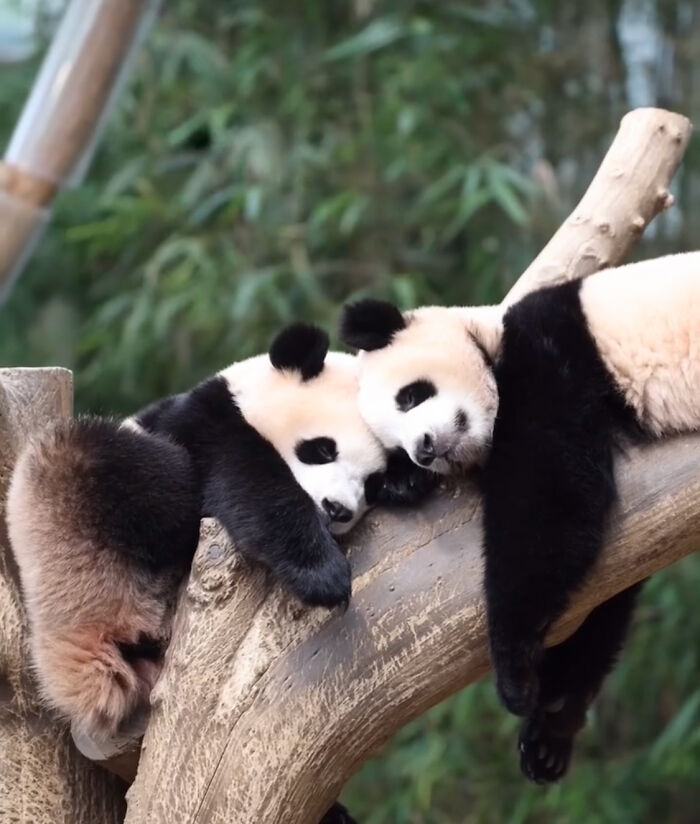 Adorable Panda Twins Are Melting Hearts Online And People Can’t Get Enough