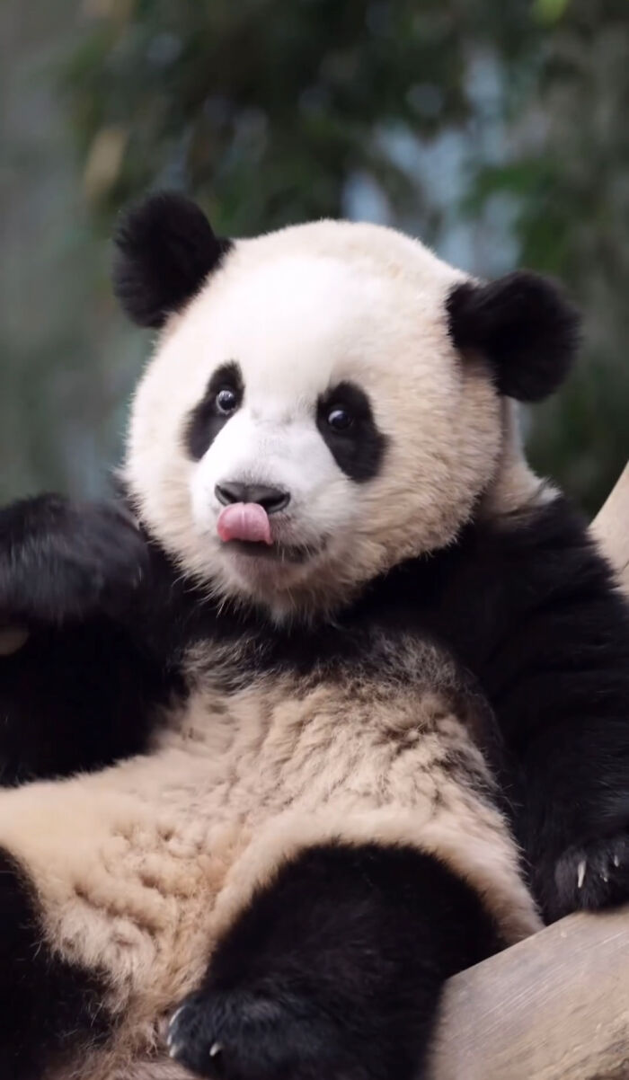 Adorable Panda Twins Are Melting Hearts Online And People Can’t Get Enough