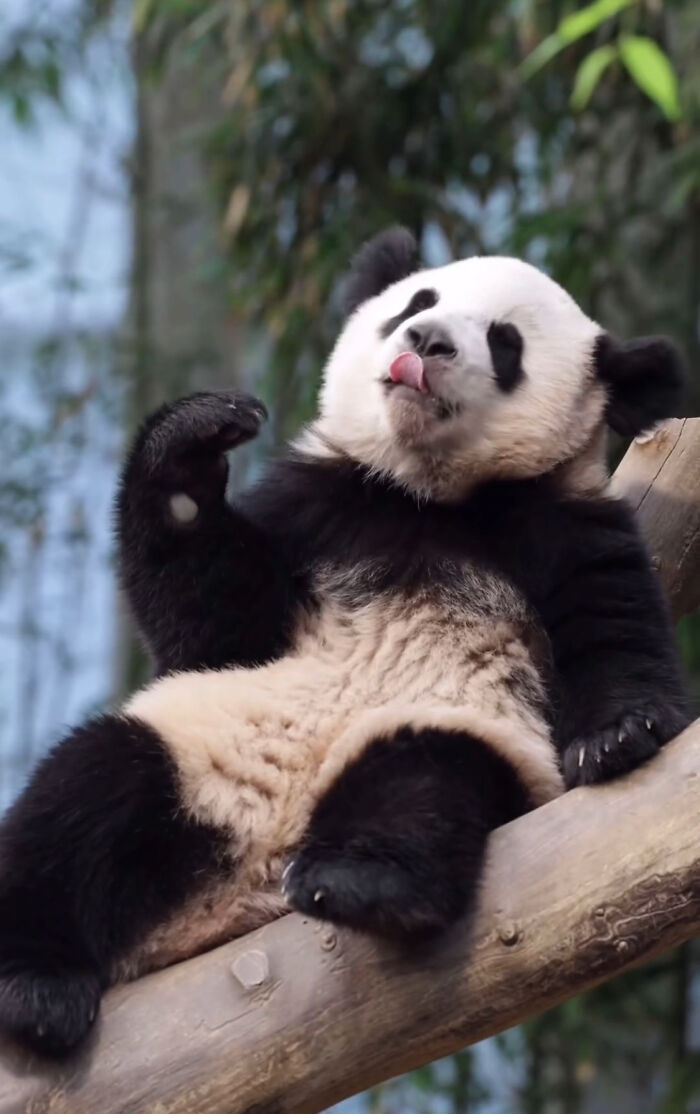 Adorable Panda Twins Are Melting Hearts Online And People Can’t Get Enough