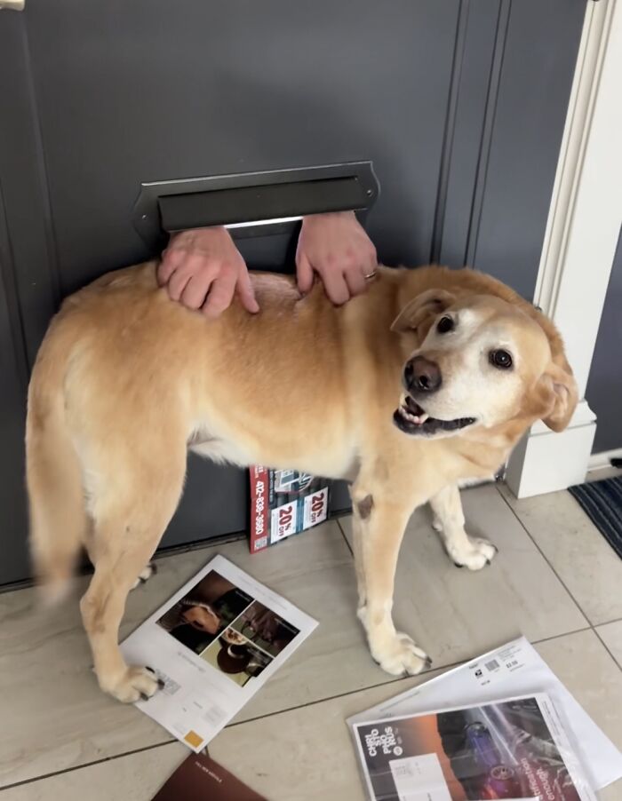 Mailman Finds A Hilarious Way To Greet Beloved Dog Each Morning On His Route