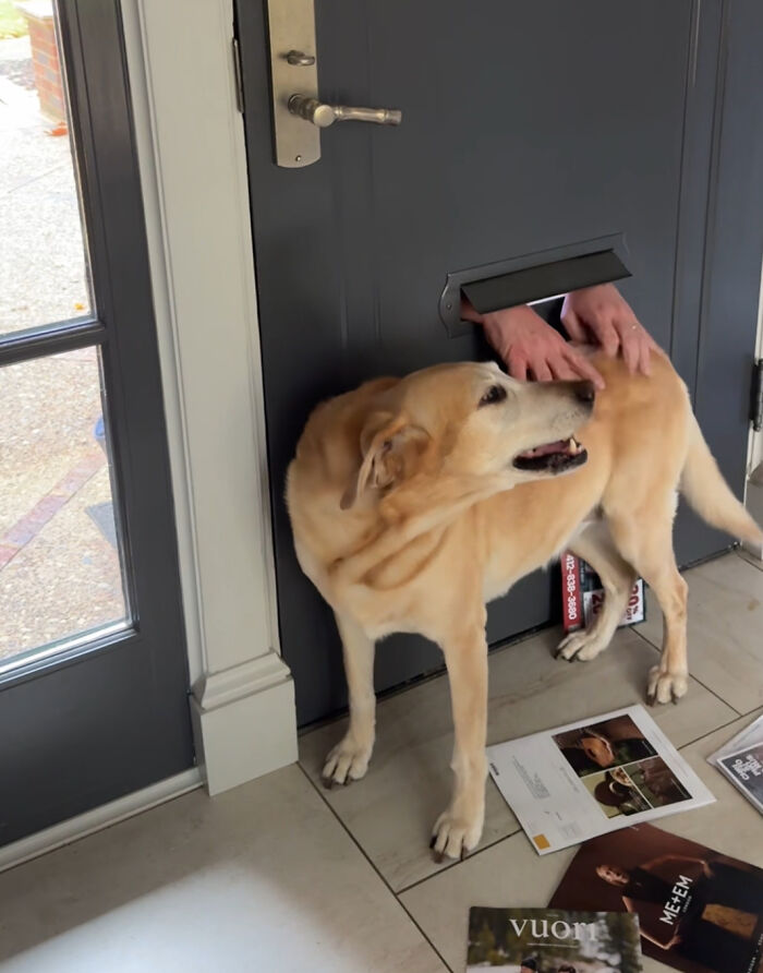 Mailman Finds A Hilarious Way To Greet Beloved Dog Each Morning On His Route