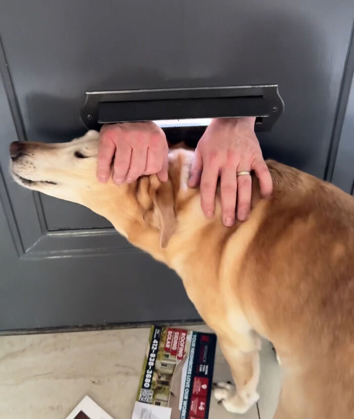 Mailman Finds A Hilarious Way To Greet Beloved Dog Each Morning On His Route