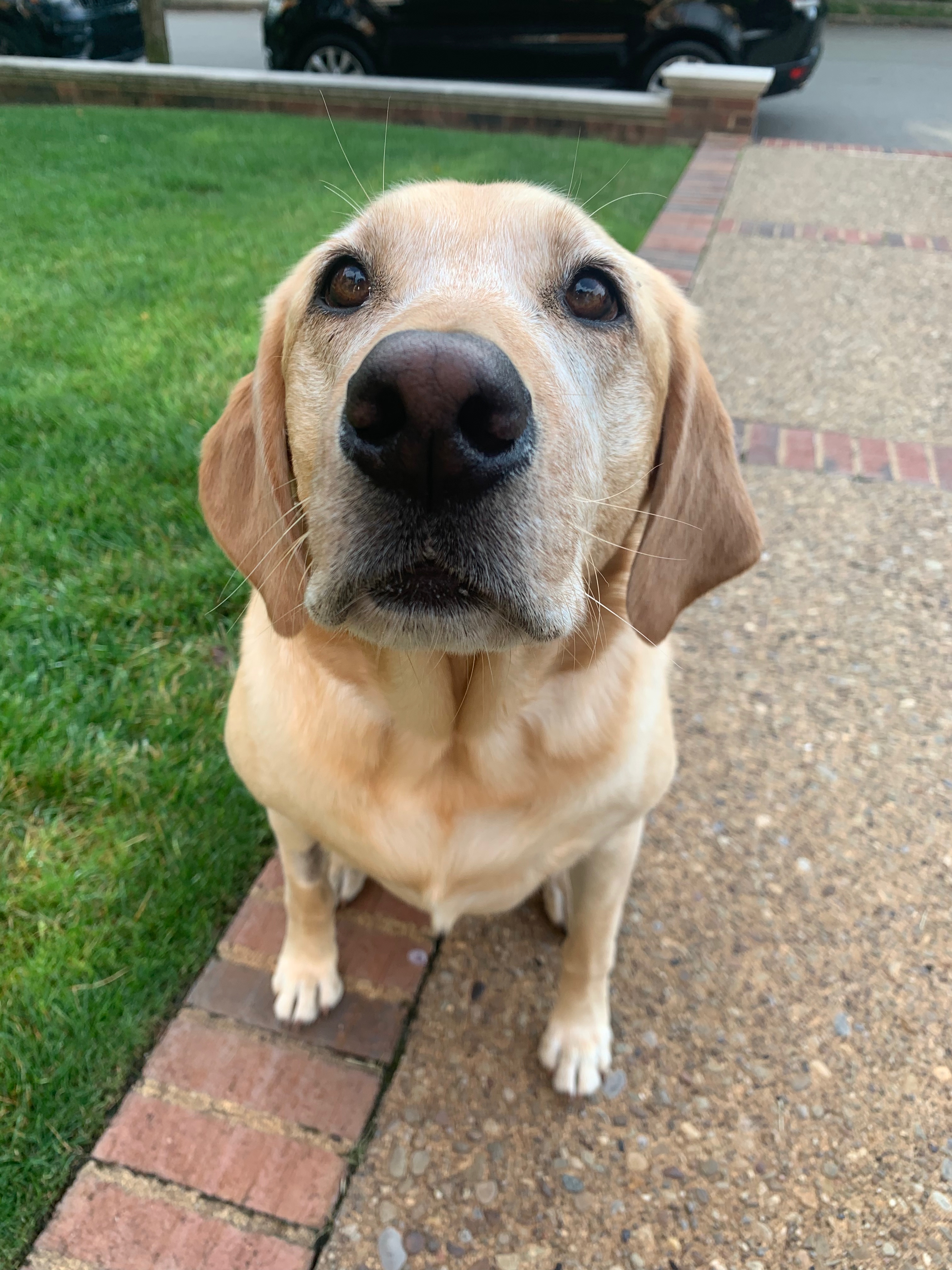 Mailman Finds A Hilarious Way To Greet Beloved Dog Each Morning On His Route