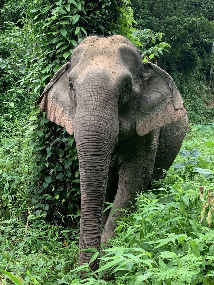 Mare Noi, An Elephant That Endured Cruelty For 41 Years, Is Finally Free Of Her Chains