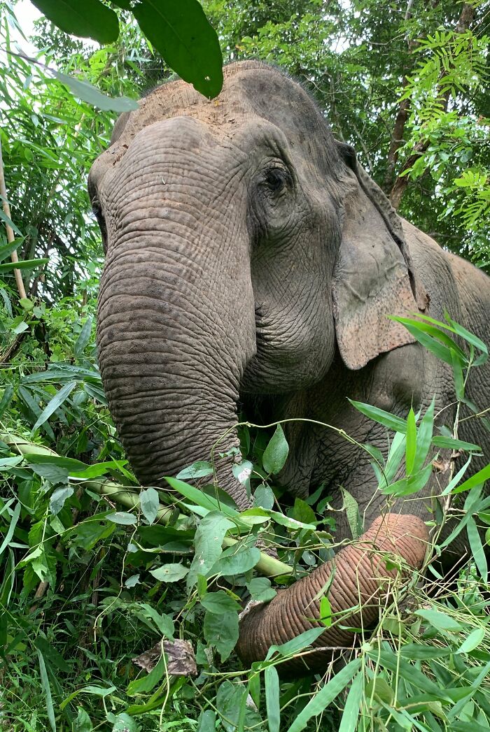 Mare Noi, An Elephant That Endured Cruelty For 41 Years, Is Finally Free Of Her Chains