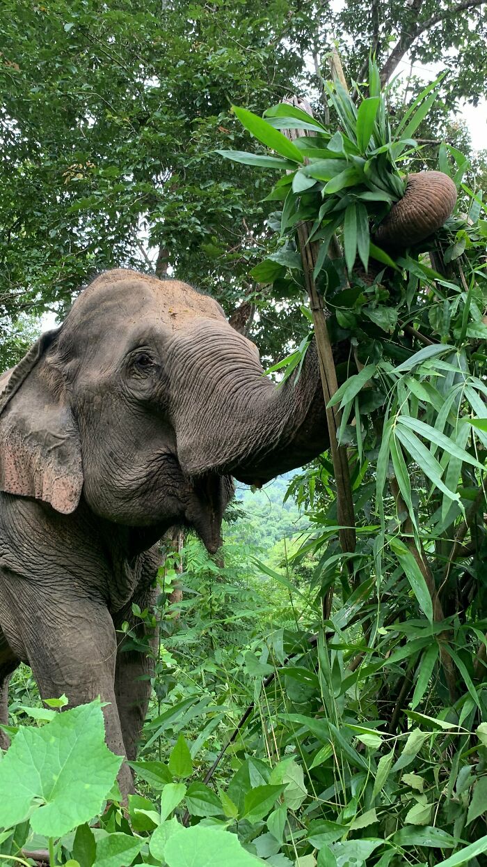 Mare Noi, An Elephant That Endured Cruelty For 41 Years, Is Finally Free Of Her Chains