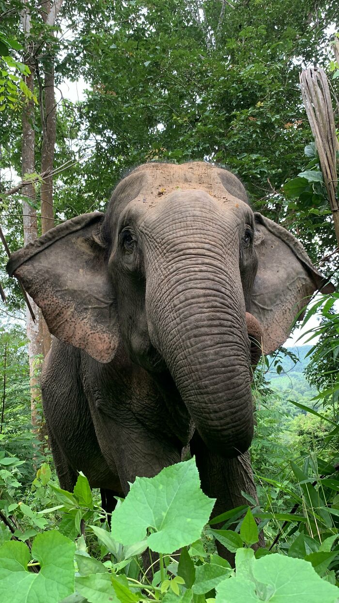 Mare Noi, An Elephant That Endured Cruelty For 41 Years, Is Finally Free Of Her Chains