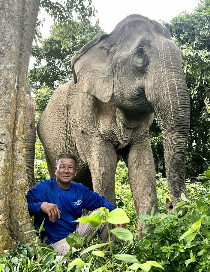 Mare Noi, An Elephant That Endured Cruelty For 41 Years, Is Finally Free Of Her Chains