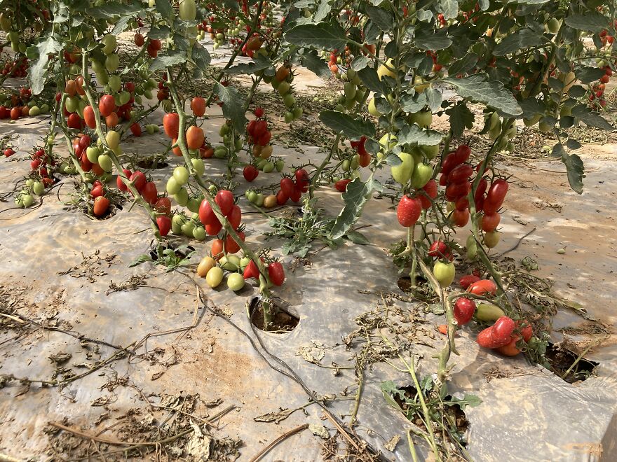 I Took Photos Of The Israeli Border Where People Live (13 Pics)