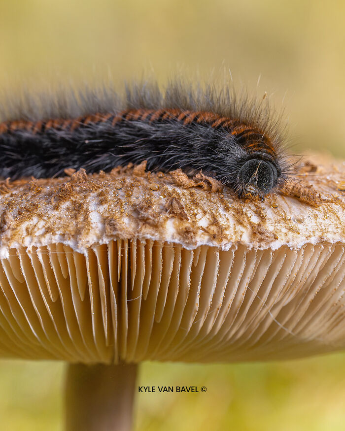 Caterpillar Visitor