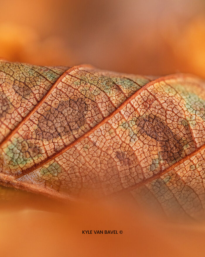 Autumn Details