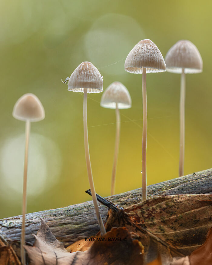 Little Mushroom Houses