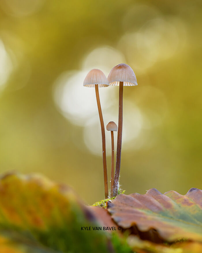 Family Mushrooms