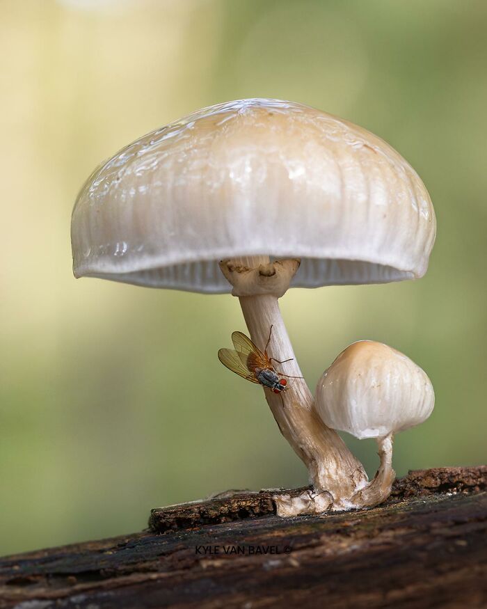 Mushroom Homes