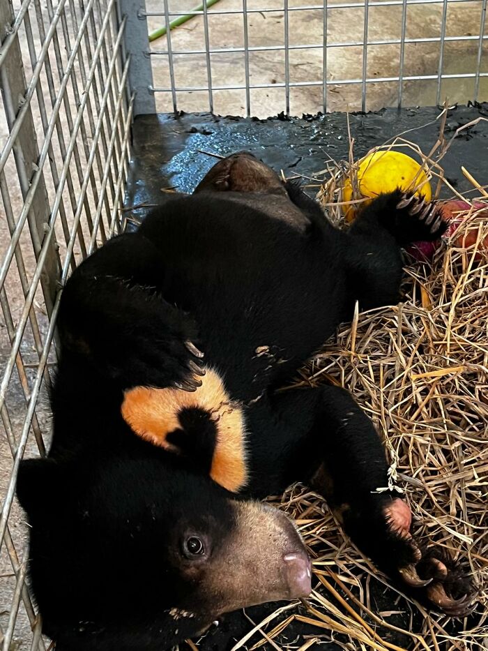 Against All Odds: How Our Team Saved Two Bear Cubs On A Mission Across Laos