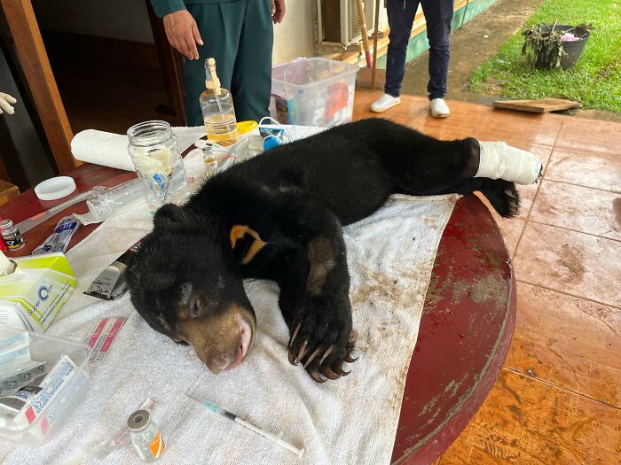 Against All Odds: How Our Team Saved Two Bear Cubs On A Mission Across Laos