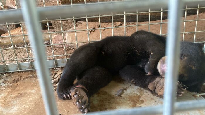 Against All Odds: How Our Team Saved Two Bear Cubs On A Mission Across Laos