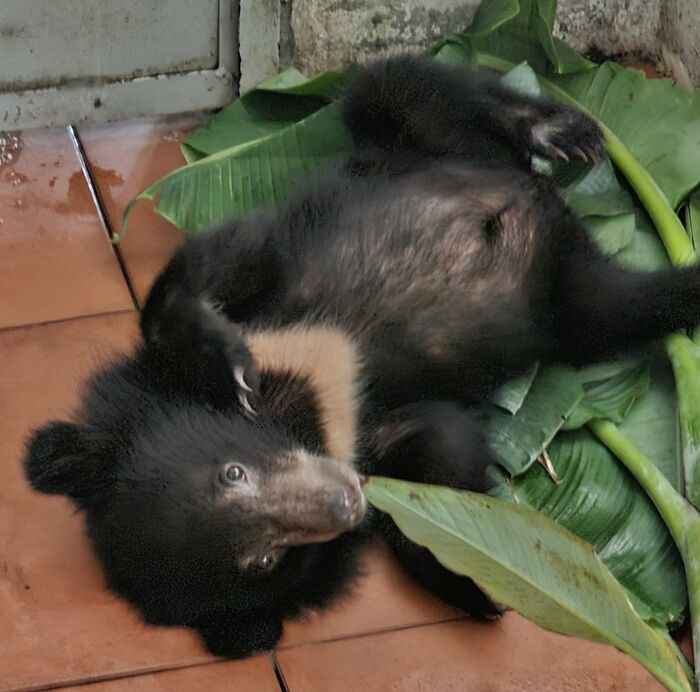 Against All Odds: How Our Team Saved Two Bear Cubs On A Mission Across Laos