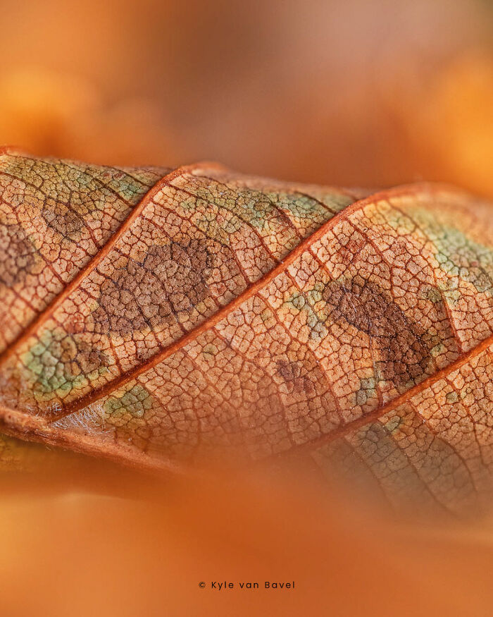 Captured The Beauty Of Change - Up Close With Autumn’s Vibrant Palette