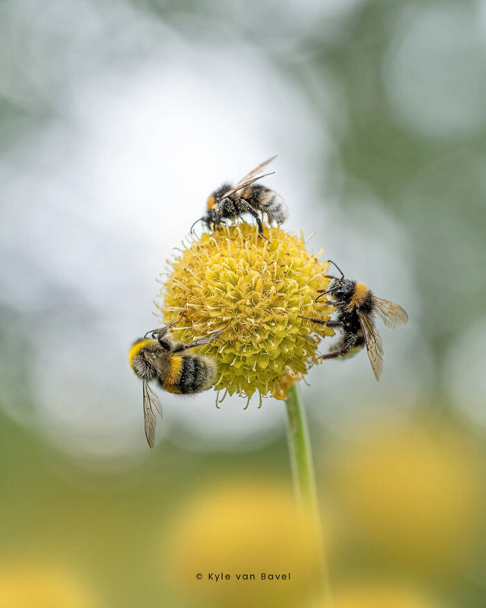 The Tiny Bee Planet