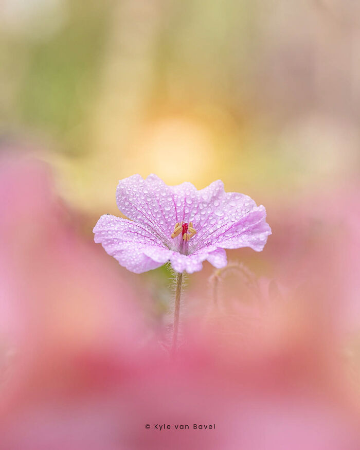 Little Flower After Rain