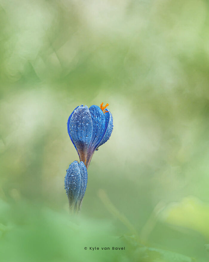 Morning Crocus Between The Green