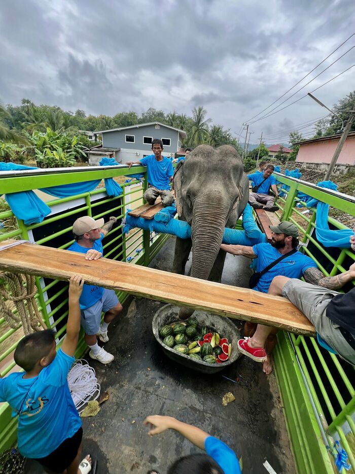 Mare Noi, An Elephant That Endured Cruelty For 41 Years, Is Finally Free Of Her Chains