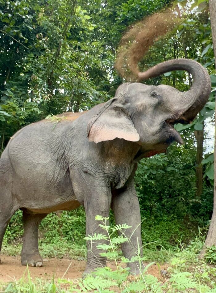 Mare Noi, An Elephant That Endured Cruelty For 41 Years, Is Finally Free Of Her Chains