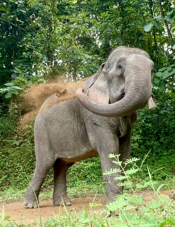 Mare Noi, An Elephant That Endured Cruelty For 41 Years, Is Finally Free Of Her Chains