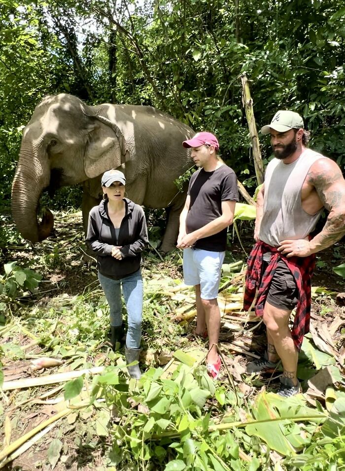 Mare Noi, An Elephant That Endured Cruelty For 41 Years, Is Finally Free Of Her Chains