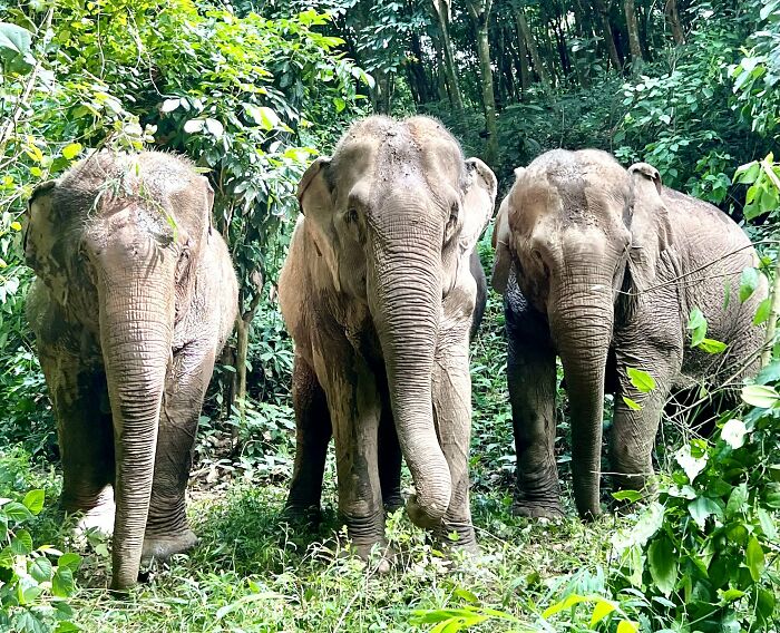 Mare Noi, An Elephant That Endured Cruelty For 41 Years, Is Finally Free Of Her Chains