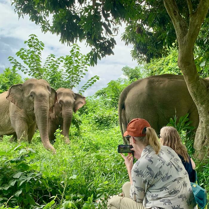 Mare Noi, An Elephant That Endured Cruelty For 41 Years, Is Finally Free Of Her Chains