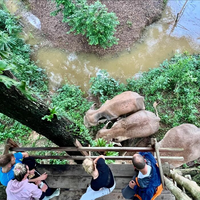 Mare Noi, An Elephant That Endured Cruelty For 41 Years, Is Finally Free Of Her Chains