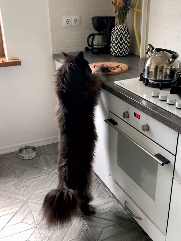 This Giant Cat Amazes People On The Internet As He Can Reach The Countertop Like It's No Big Deal