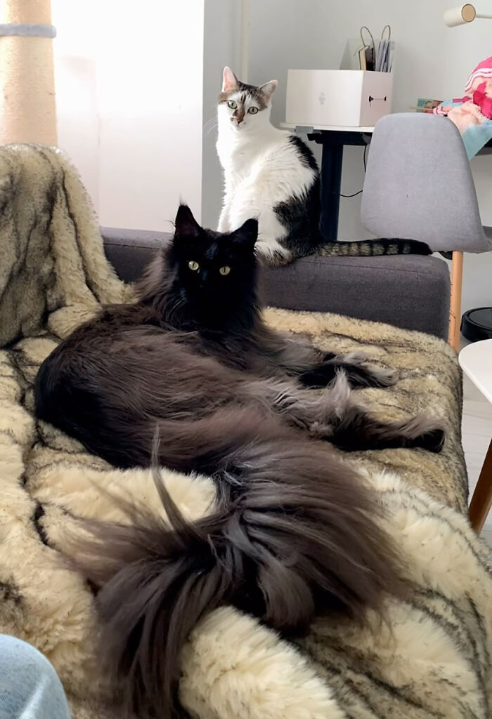 This Giant Cat Amazes People On The Internet As He Can Reach The Countertop Like It's No Big Deal