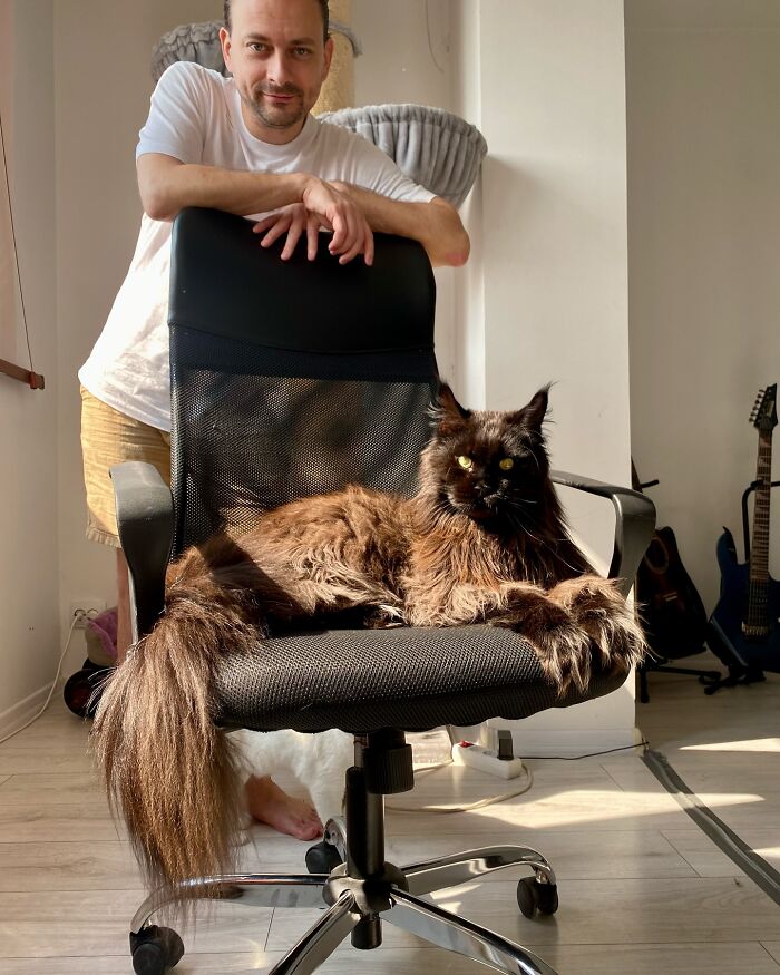 This Giant Cat Amazes People On The Internet As He Can Reach The Countertop Like It's No Big Deal