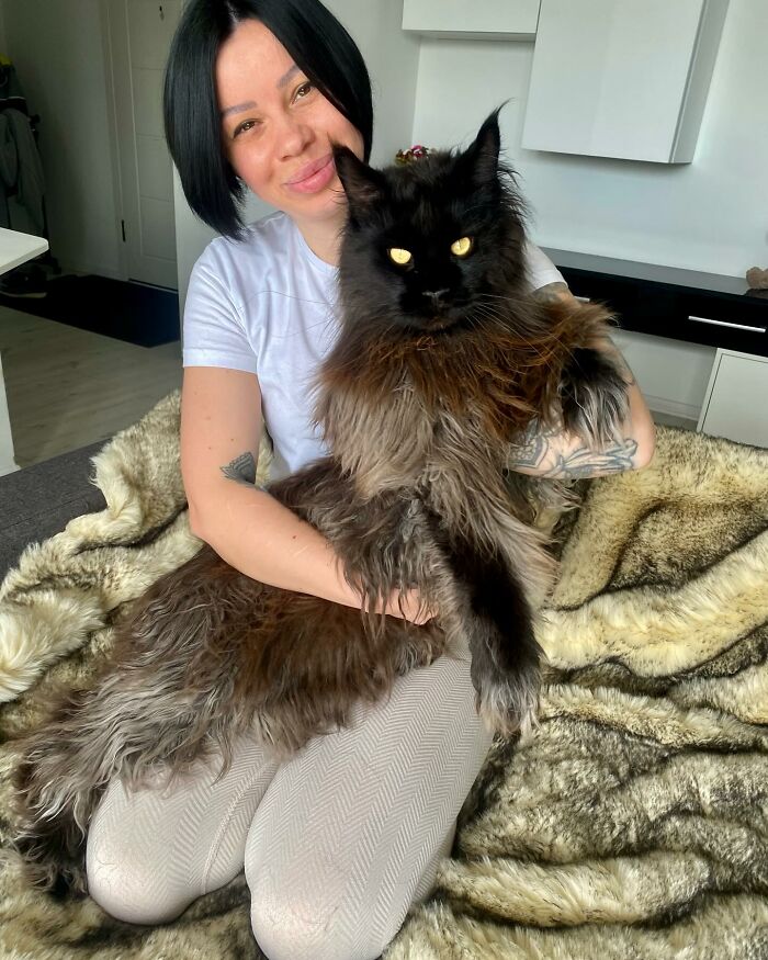 This Maine Coon Cat Is So Big People Think He Is Secretly A Lion