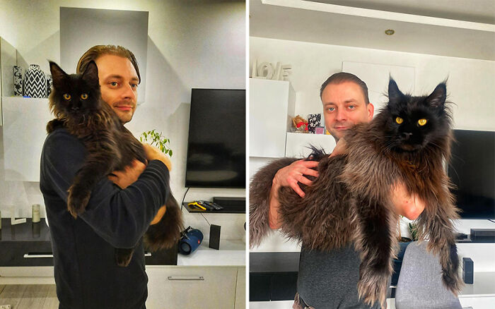 This Giant Cat Amazes People On The Internet As He Can Reach The Countertop Like It's No Big Deal