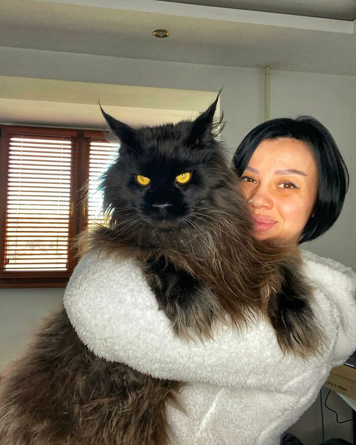 This Giant Cat Amazes People On The Internet As He Can Reach The Countertop Like It's No Big Deal