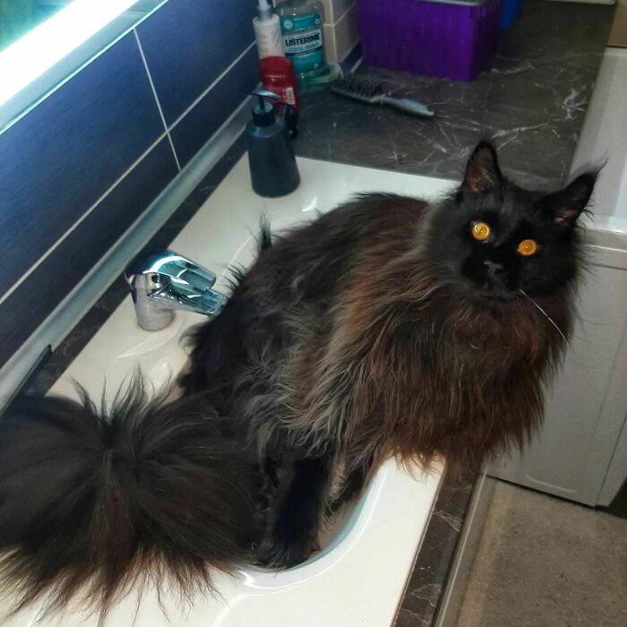 This Giant Cat Amazes People On The Internet As He Can Reach The Countertop Like It's No Big Deal