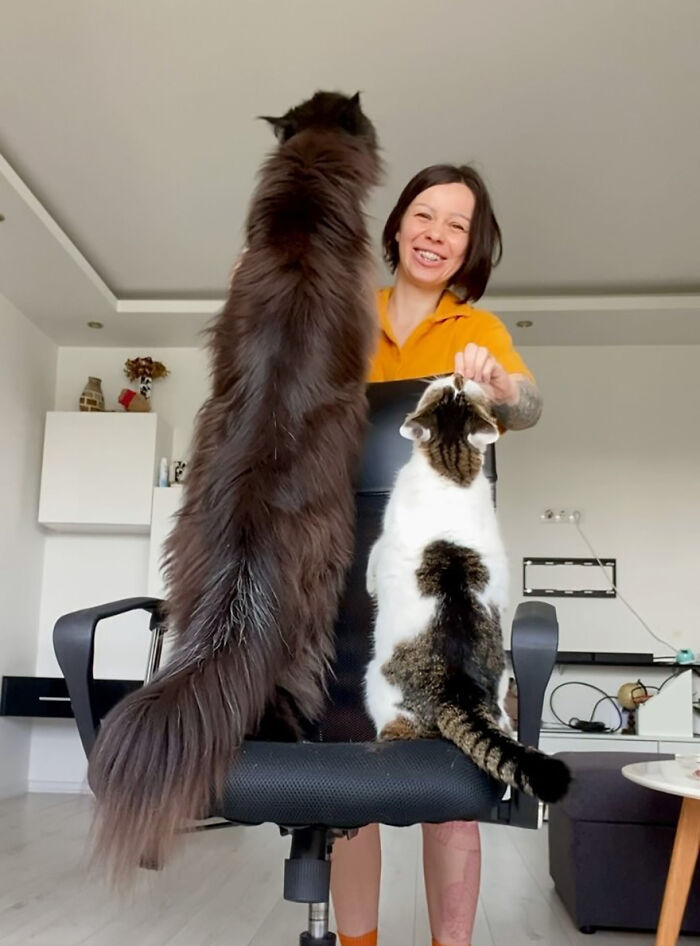 This Giant Cat Amazes People On The Internet As He Can Reach The Countertop Like It's No Big Deal