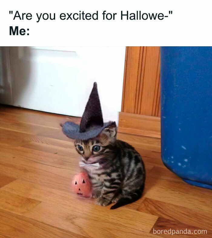 An October meme featuring a kitten wearing a witch hat, sitting next to a small pumpkin. The text above reads, "'Are you excited for Hallowe-' Me:" indicating enthusiasm.