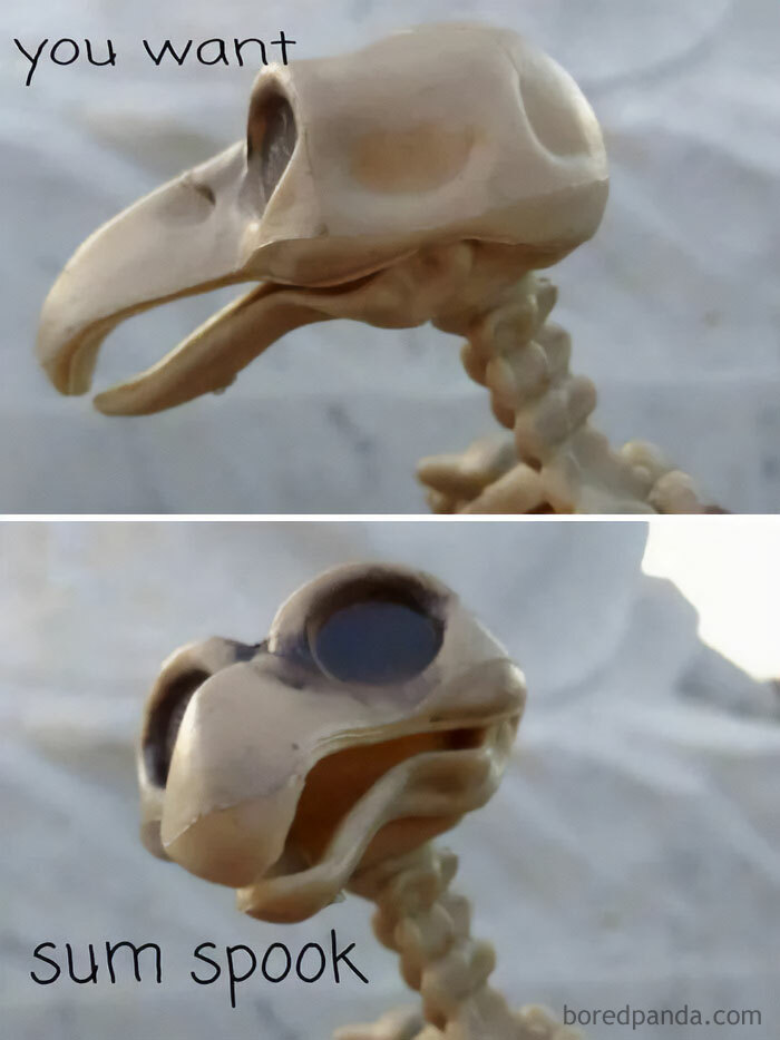  An October meme featuring two close-up images of a bird skeleton. The top image reads "you want" and the bottom reads "sum spook," humorously offering a spooky vibe for the Halloween season.