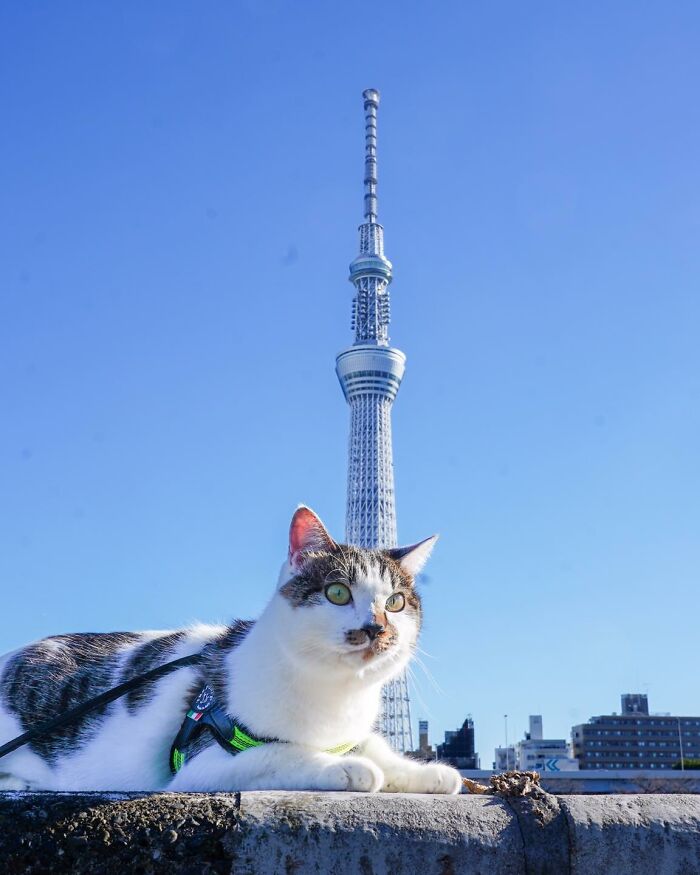 Owner Takes His 2 Cats On His Travels Around Japan And Their Instagram Is Purrfect (New Pics)