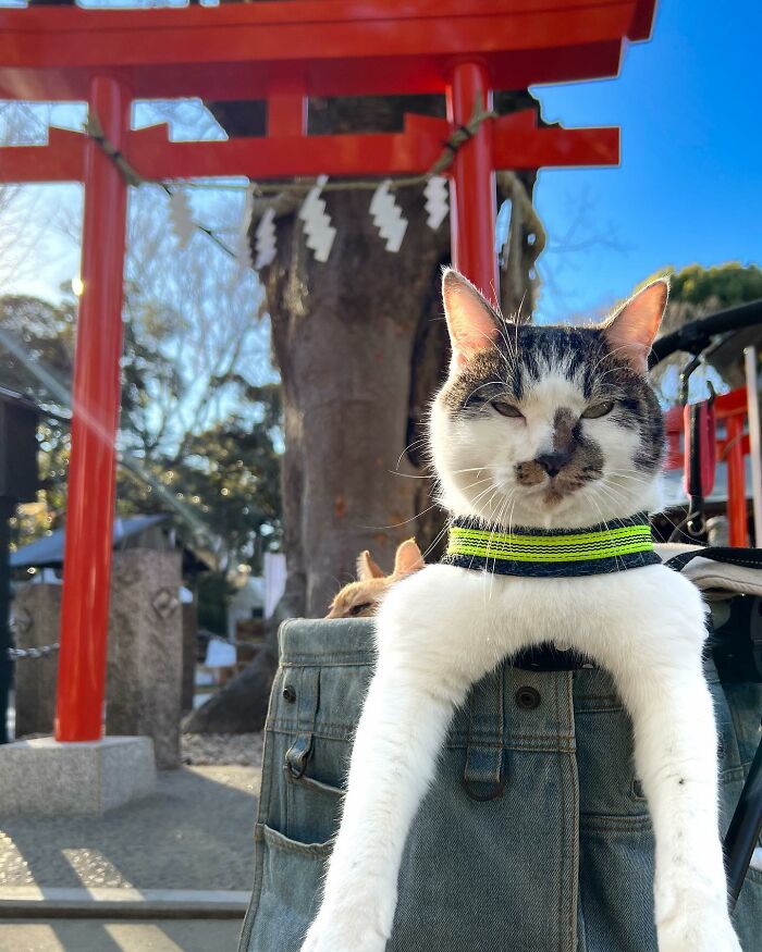 Owner Takes His 2 Cats On His Travels Around Japan And Their Instagram Is Purrfect (New Pics)