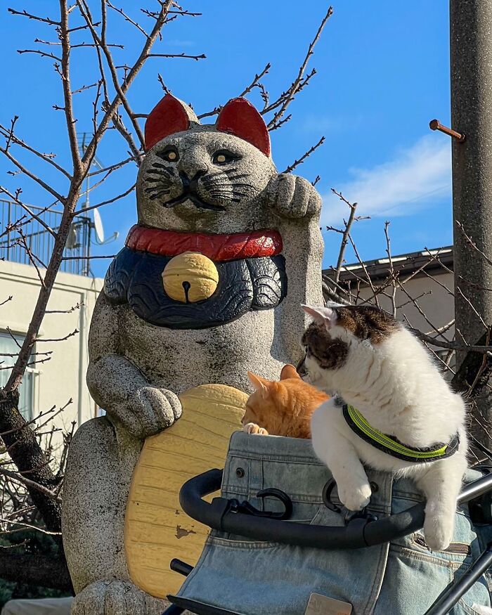 Owner Takes His 2 Cats On His Travels Around Japan And Their Instagram Is Purrfect (New Pics)