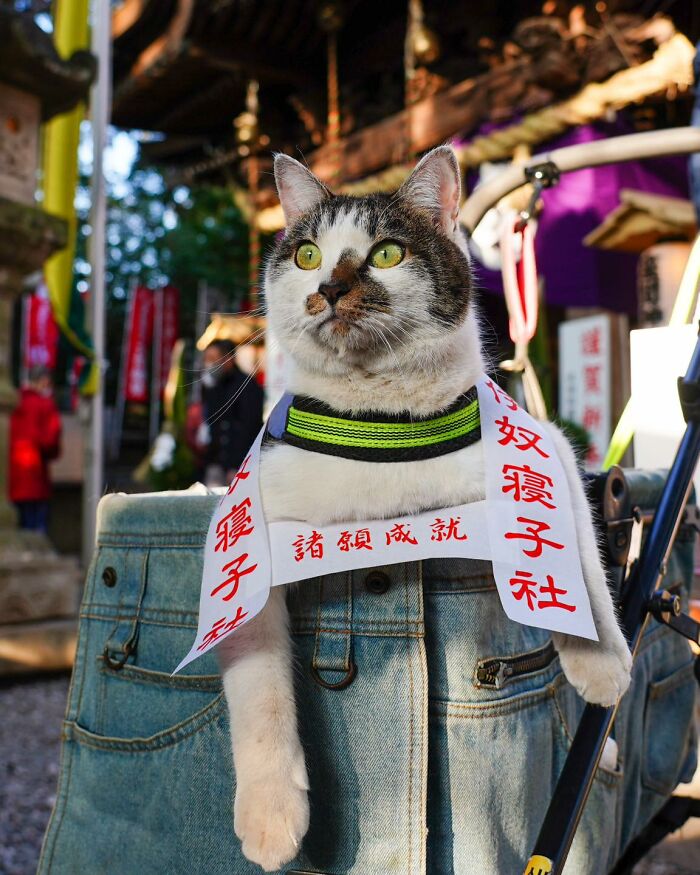 Owner Takes His 2 Cats On His Travels Around Japan And Their Instagram Is Purrfect (New Pics)