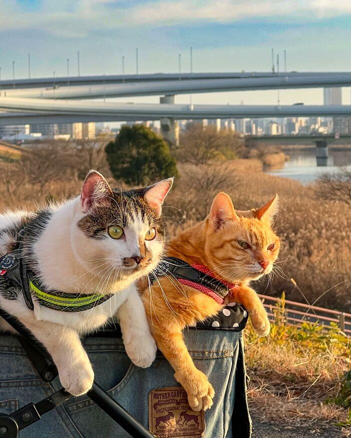 Owner Takes His 2 Cats On His Travels Around Japan And Their Instagram Is Purrfect (New Pics)