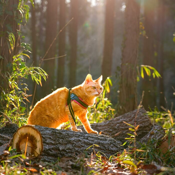 Owner Takes His 2 Cats On His Travels Around Japan And Their Instagram Is Purrfect (New Pics)