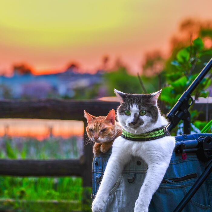 Owner Takes His 2 Cats On His Travels Around Japan And Their Instagram Is Purrfect (New Pics)